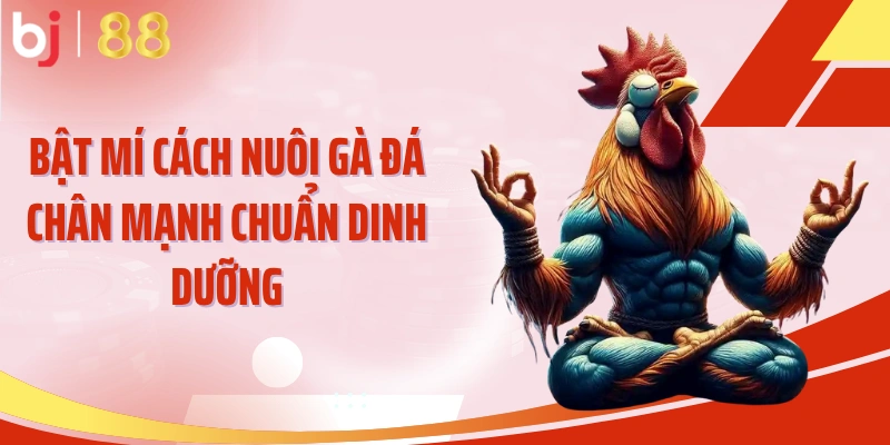 Bật mí cách nuôi gà đá chân mạnh chuẩn dinh dưỡng
