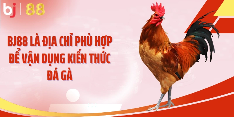 BJ88 là địa chỉ phù hợp để vận dụng kiến thức đá gà