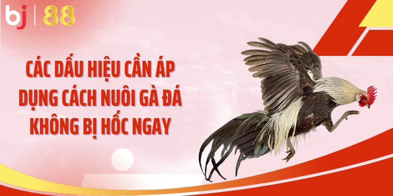 Các dấu hiệu cần áp dụng cách nuôi gà đá không bị hốc ngay