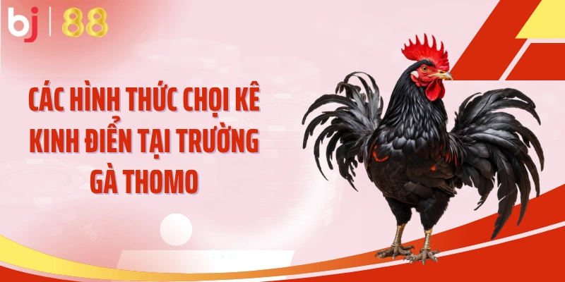 Các hình thức chọi kê kinh điển tại trường gà Thomo