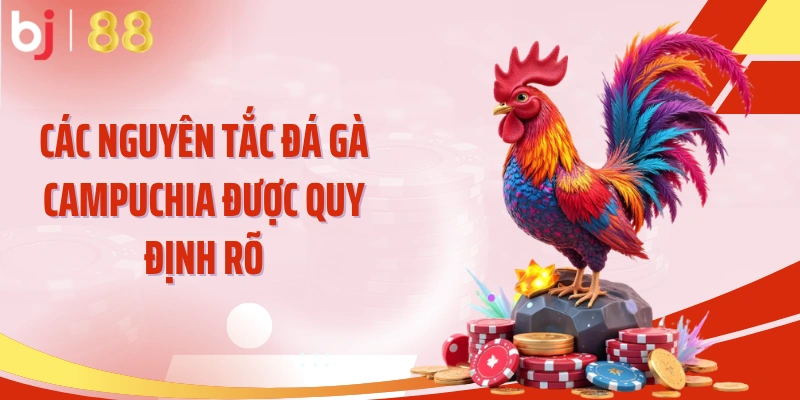 Các nguyên tắc đá gà Campuchia được quy định rõ