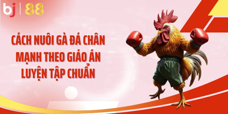 Cách nuôi gà đá chân mạnh theo giáo án luyện tập chuẩn