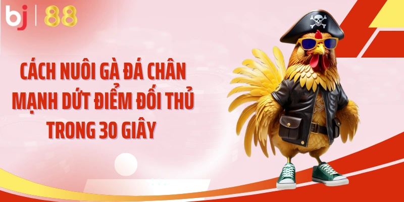 Cách Nuôi Gà Đá Chân Mạnh