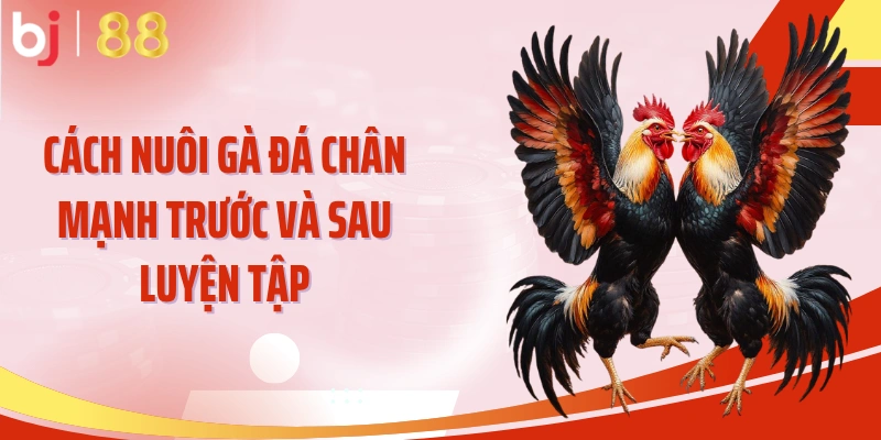 Cách nuôi gà đá chân mạnh trước và sau luyện tập