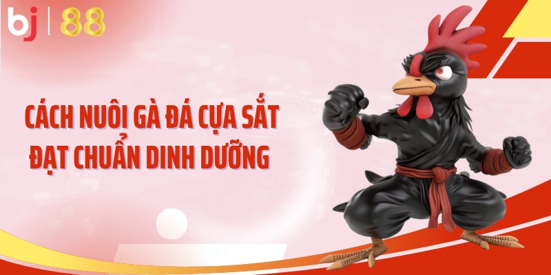 Cách nuôi gà đá cựa sắt đạt chuẩn dinh dưỡng