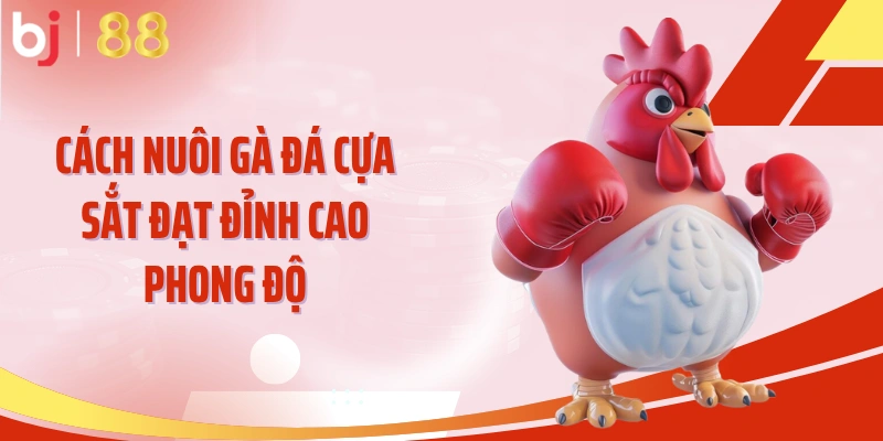 Cách nuôi gà đá cựa sắt đạt đỉnh cao phong độ