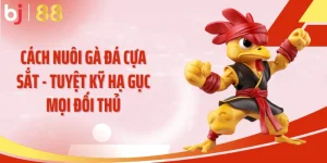 Cách Nuôi Gà Đá Cựa Sắt