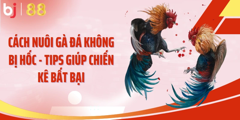 Cách Nuôi Gà Đá Không Bị Hốc