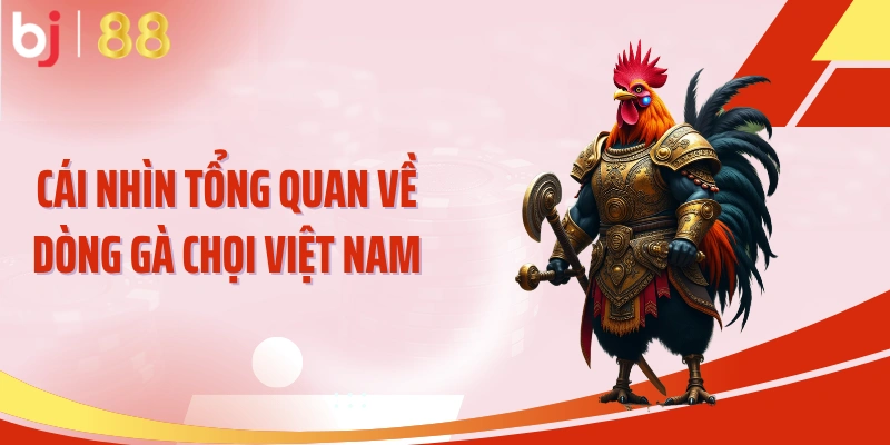 Cái nhìn tổng quan về dòng gà chọi Việt Nam
