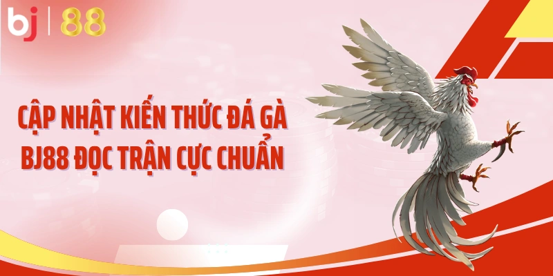 Cập nhật kiến thức đá gà BJ88 đọc trận cực chuẩn
