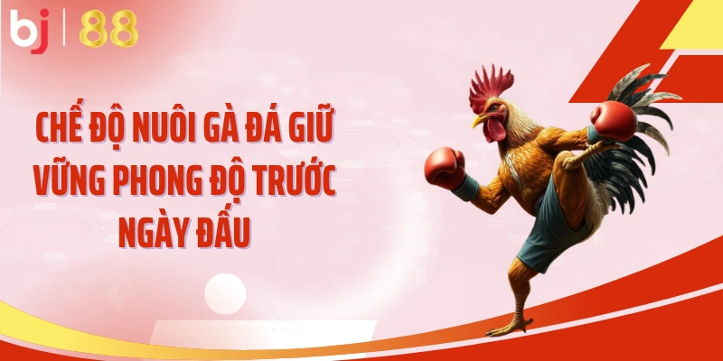 Chế độ nuôi gà đá giữ vững phong độ trước ngày đấu