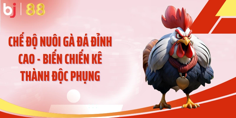 Chế độ nuôi gà đá