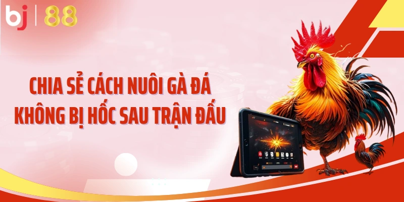Chia sẻ cách nuôi gà đá không bị hốc sau trận đấu