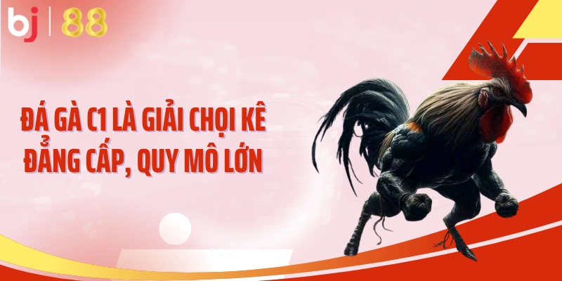 Đá gà C1 là giải chọi kê đẳng cấp, quy mô lớn