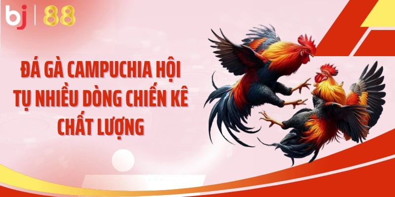Đá gà Campuchia hội tụ nhiều dòng chiến kê chất lượng