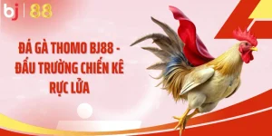 Đá gà Thomo