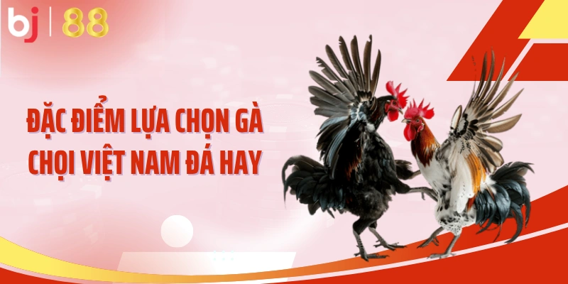 Đặc điểm lựa chọn gà chọi Việt Nam đá hay