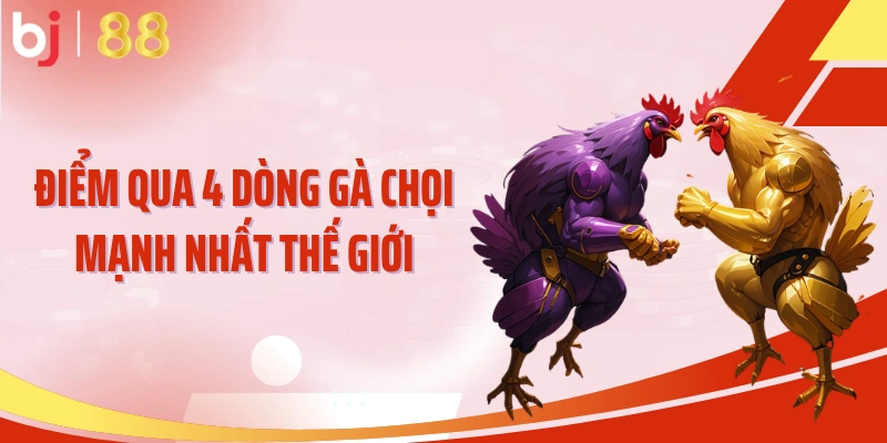 Điểm qua 4 dòng gà chọi mạnh nhất thế giới