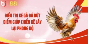 Điều Trị Ké Gà Đá Dứt Điểm