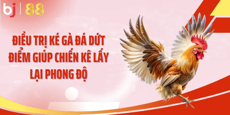 Điều Trị Ké Gà Đá Dứt Điểm