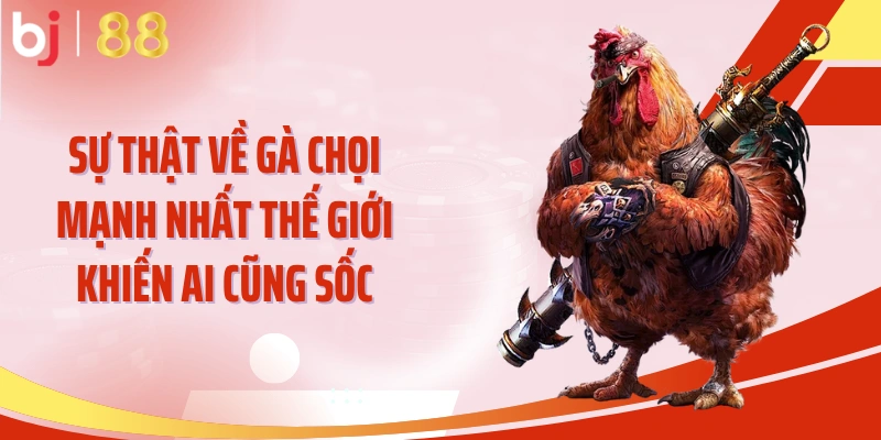Gà Chọi Mạnh Nhất Thế Giới