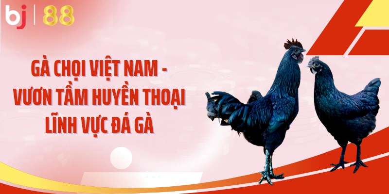 Gà chọi Việt Nam