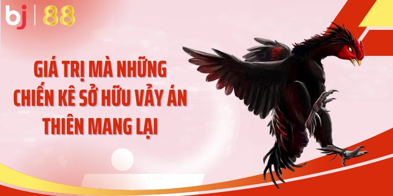 Giá trị mà những chiến kê sở hữu vảy án thiên mang lại
