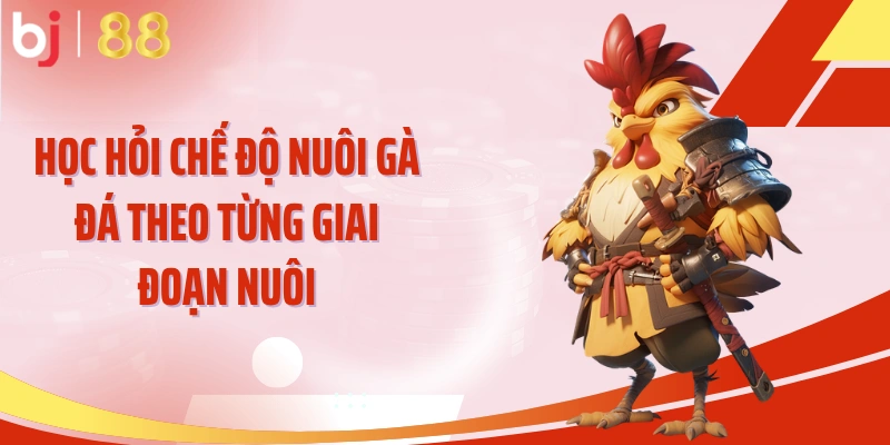 Học hỏi chế độ nuôi gà đá theo từng giai đoạn nuôi