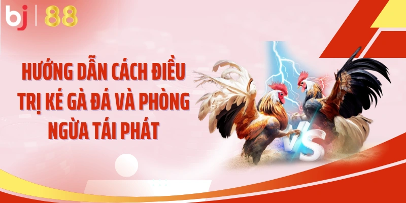 Hướng dẫn cách điều trị ké gà đá và phòng ngừa tái phát