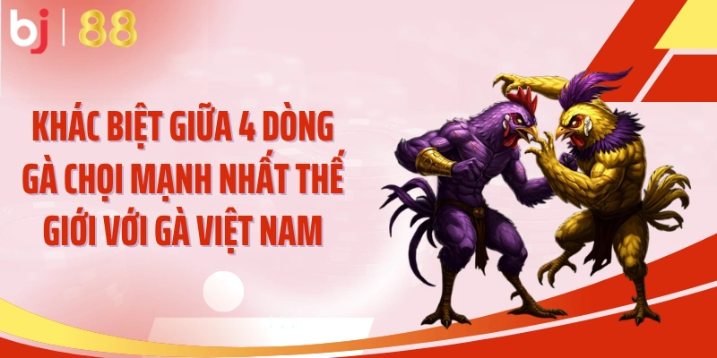 Khác biệt giữa 4 dòng gà chọi mạnh nhất thế giới với gà Việt Nam