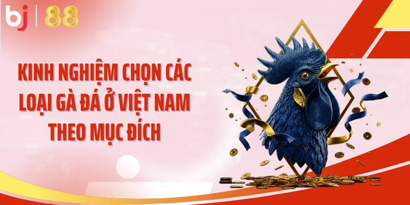 Kinh nghiệm chọn các loại gà đá ở Việt Nam theo mục đích