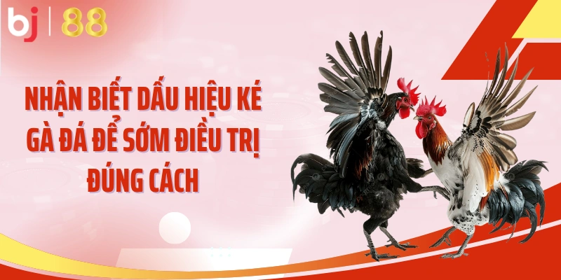 Nhận biết dấu hiệu ké gà đá để sớm điều trị đúng cách