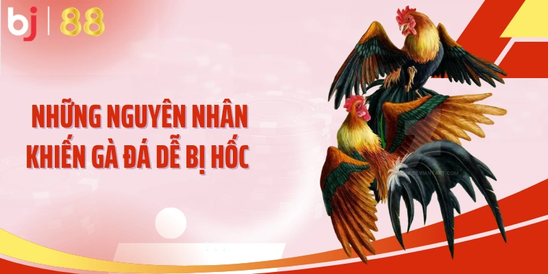 Những nguyên nhân khiến gà đá dễ bị hốc 