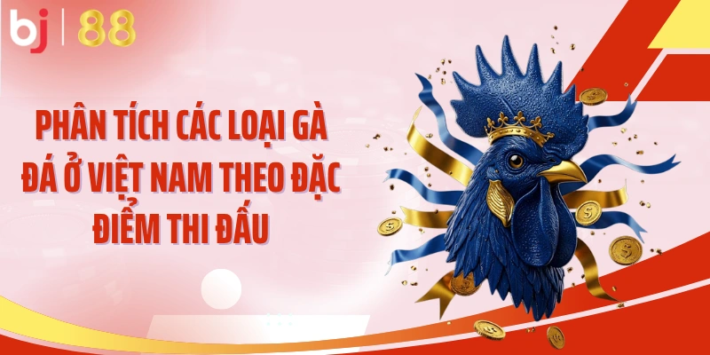 Phân tích các loại gà đá ở Việt Nam theo đặc điểm thi đấu
