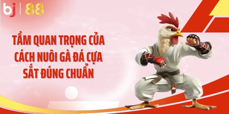 Tầm quan trọng của cách nuôi gà đá cựa sắt đúng chuẩn