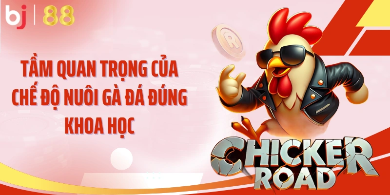 Tầm quan trọng của chế độ nuôi gà đá đúng khoa học