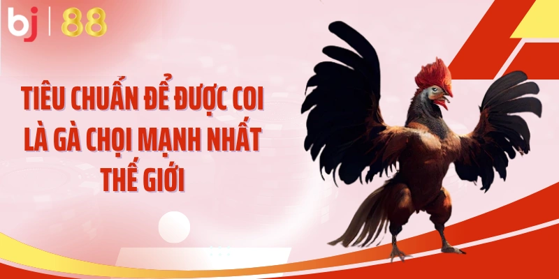 Tiêu chuẩn để được coi là gà chọi mạnh nhất thế giới