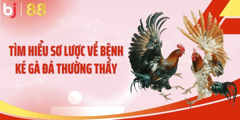 Tìm hiểu sơ lược về bệnh ké gà đá thường thấy